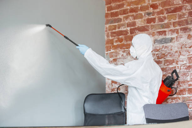 Reliable Calverton, NY Mold Removal Solutions